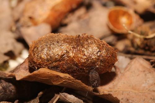 Cimbex quadrimaculatus
